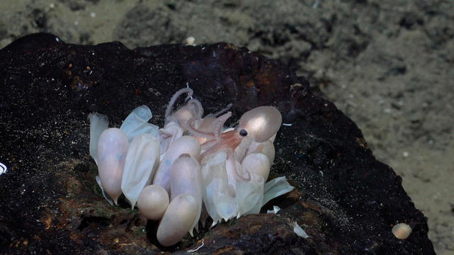 An octopus hatchling emerges from a group of eggs 