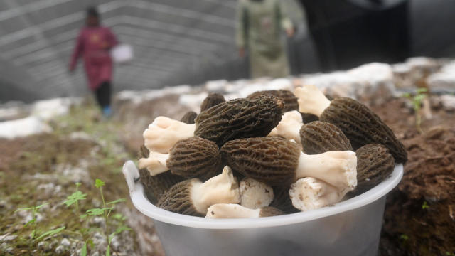 Farmers harvest morel mushrooms 